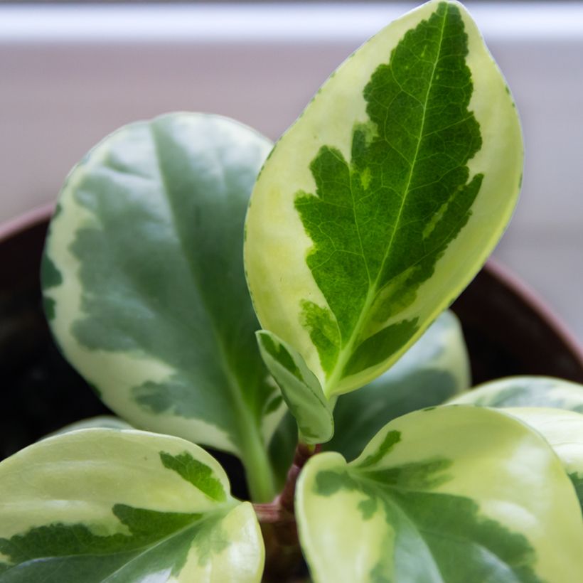 Peperomia obtusifolia USA - Zwergpfeffer (Foliage)