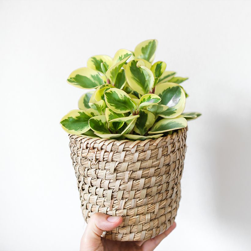 Peperomia obtusifolia USA - Zwergpfeffer (Plant habit)
