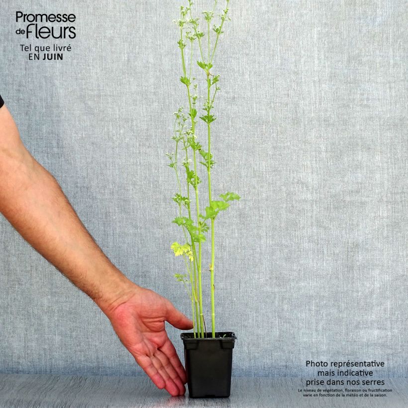 Exemplar von Schnittsellerie Per-Cel Bio - Apium graveolens secalinum Kleine Töpfe von 7/8 cm wie im Sommer geliefert