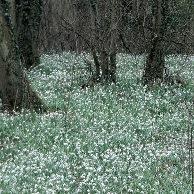 Galanthus elwesii - Großblütiges Schneeglöckchen (Plant habit)