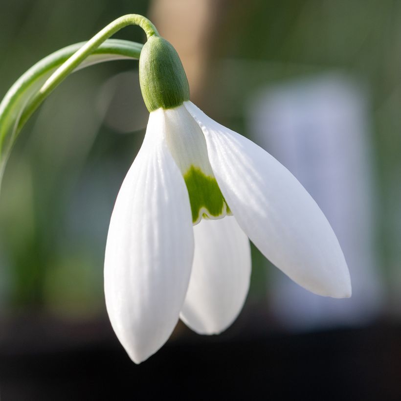 Galanthus elwesii - Großblütiges Schneeglöckchen (Flowering)