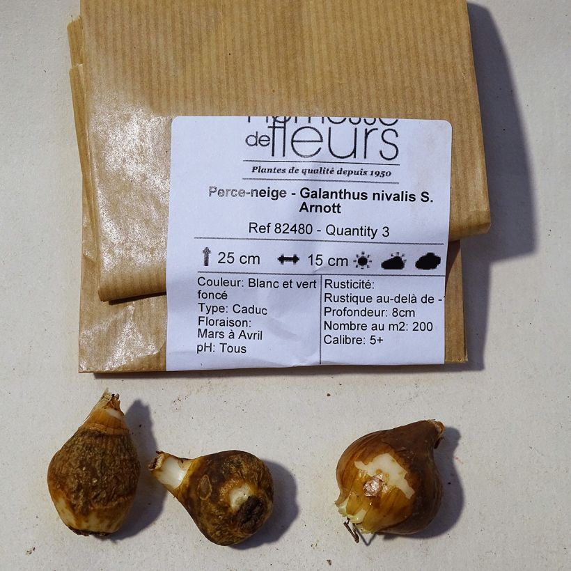 Example of Galanthus nivalis S. Arnott - Schneeglöckchen Zwiebel size 5+ as you get