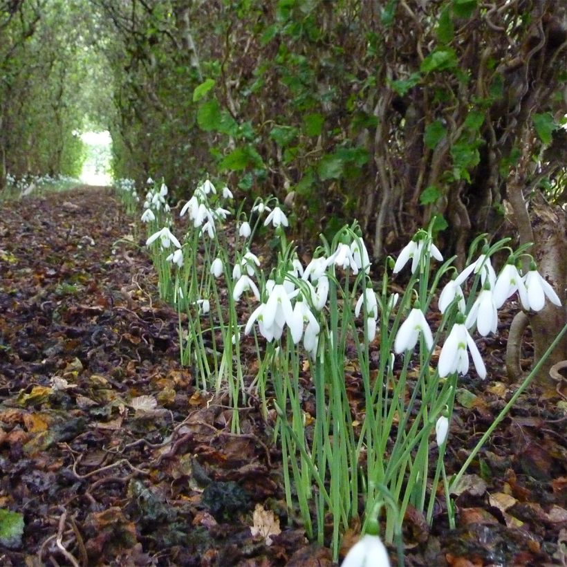 Galanthus reginae-olgae - Königin-Olga-Schneeglöckchen (Plant habit)