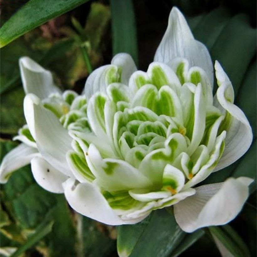 Galanthus nivalis f.pleniflorus Flore Pleno - Schneeglöckchen (Flowering)