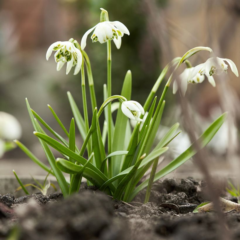 Galanthus nivalis f. pleniflorus Dionysus - Schneeglöckchen (Plant habit)
