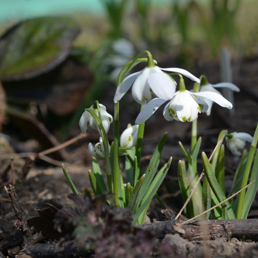 Galanthus nivalis f.pleniflorus Flore Pleno - Schneeglöckchen (Plant habit)