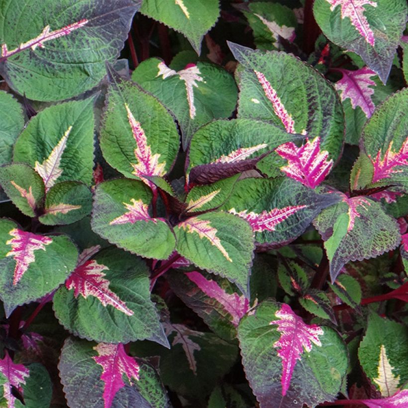 Schwarznessel Magilla Purple (Flowering)