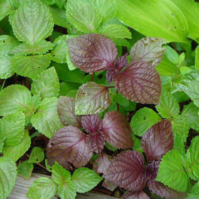 Schwarznessel - Perilla frutescens (Foliage)