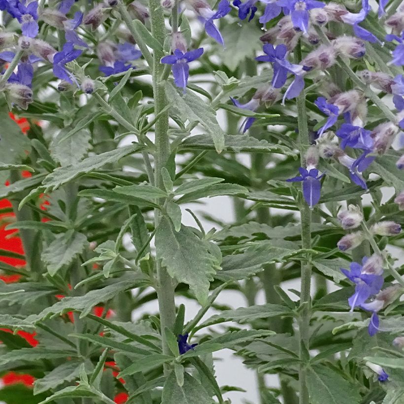 Blauraute Prime time - Perovskia atriplicifolia (Foliage)