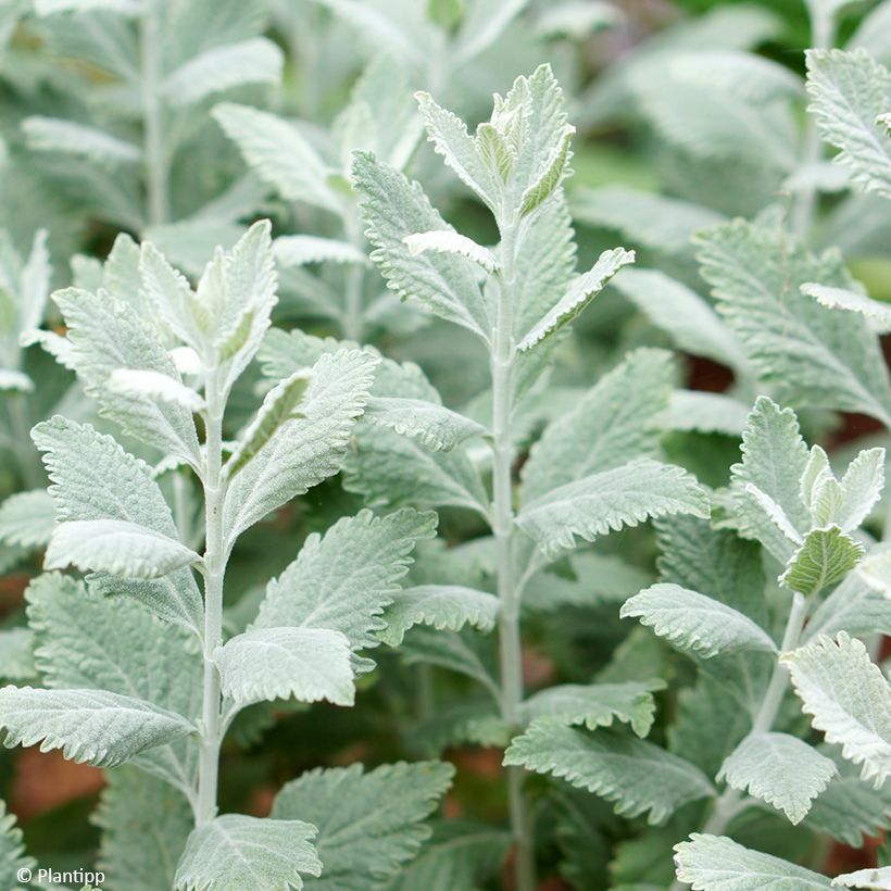 Blauraute Silvery Blue - Perovskia atriplicifolia (Foliage)