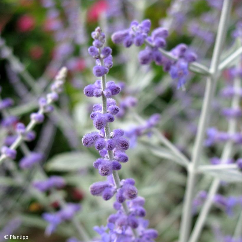 Blauraute Silvery Blue - Perovskia atriplicifolia (Flowering)