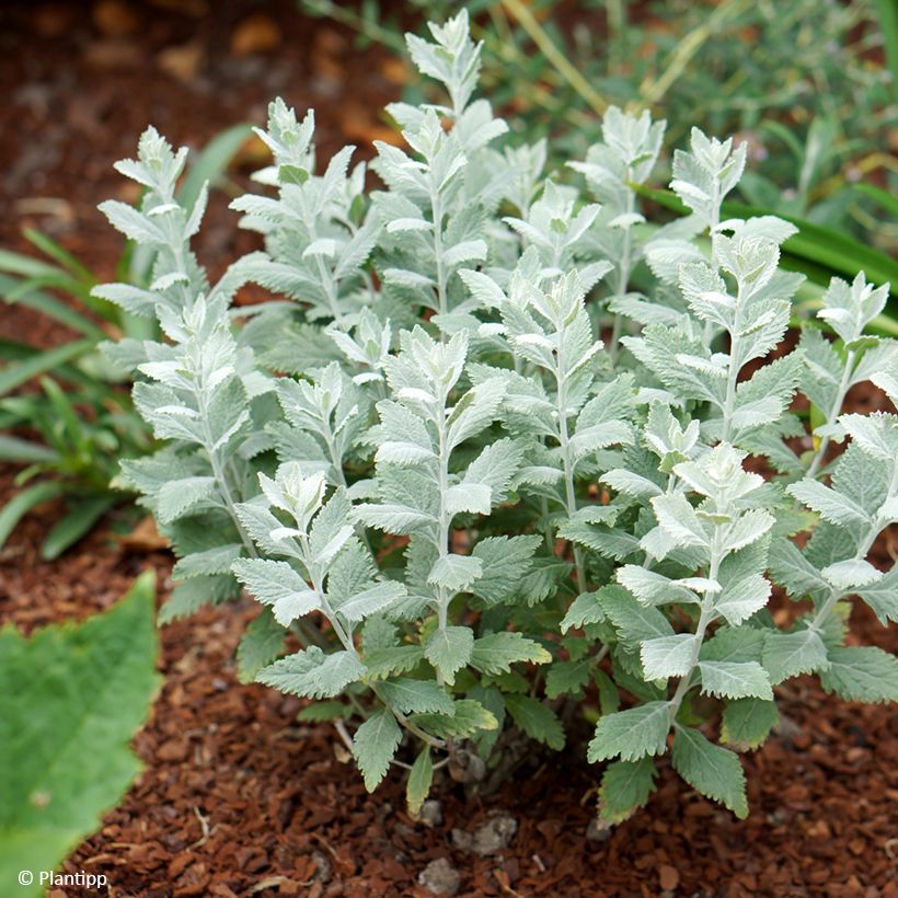 Blauraute Silvery Blue - Perovskia atriplicifolia (Plant habit)
