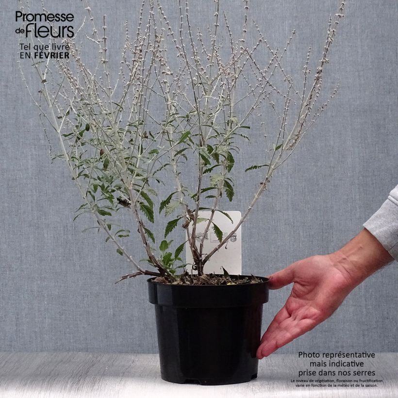 Example of Blauraute Silvery Blue - Perovskia atriplicifolia Topf mit 3L/4L as you get in automne