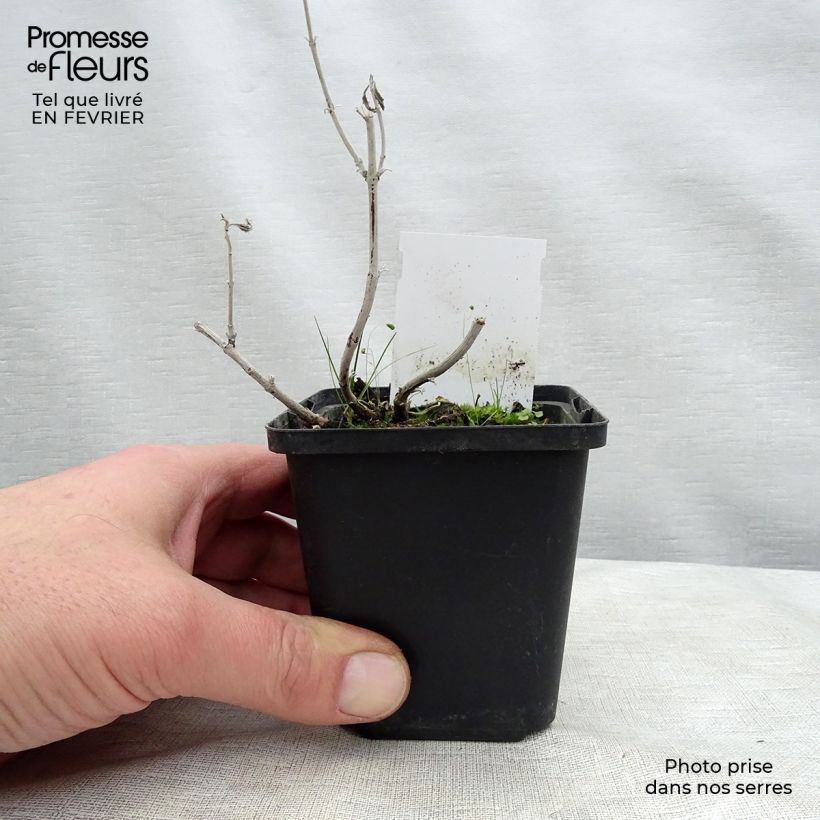 Exemplar von Blauraute Silvery Blue - Perovskia atriplicifolia Kleine Töpfe von 8/9 cm wie im Winter geliefert