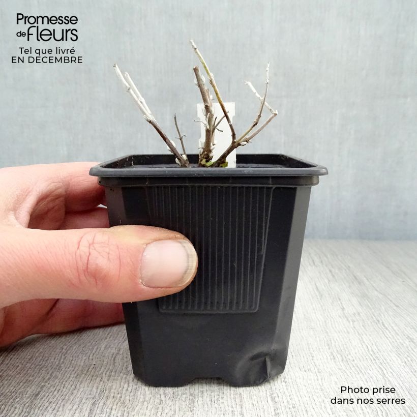 Exemplar von Blauraute Blue Spire - Perovskia atriplicifolia Kleine Töpfe von 8/9 cm wie im Winter geliefert