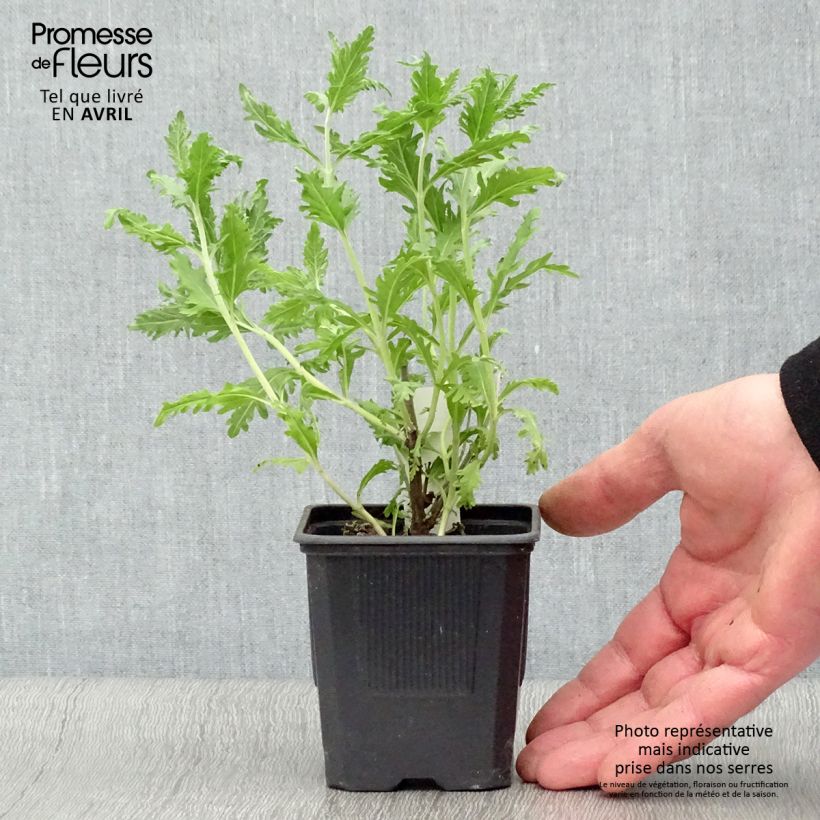 Exemplar von Blauraute Blue Spire - Perovskia atriplicifolia Kleine Töpfe von 8/9 cm wie im Frühjahr geliefert