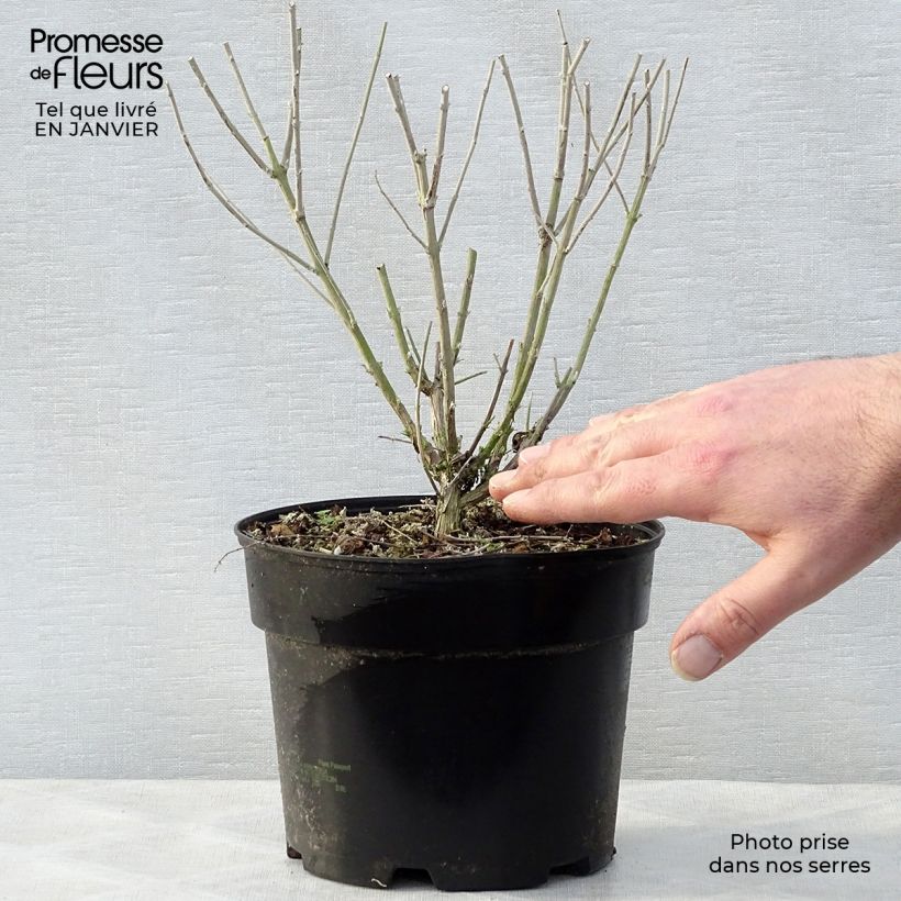 Exemplar von Blauraute Blue Spire - Perovskia atriplicifolia Topf mit 2L/3L wie im Winter geliefert