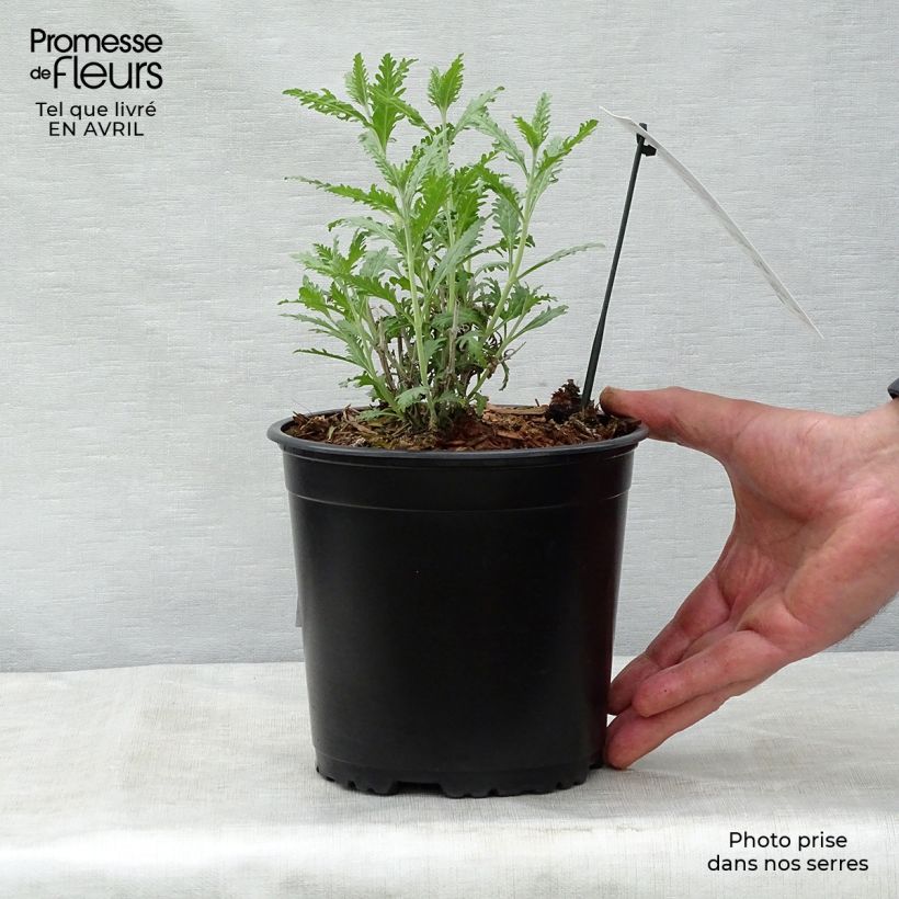 Exemplar von Blauraute Blue Spire - Perovskia atriplicifolia Topf mit 2L/3L wie im Frühjahr geliefert