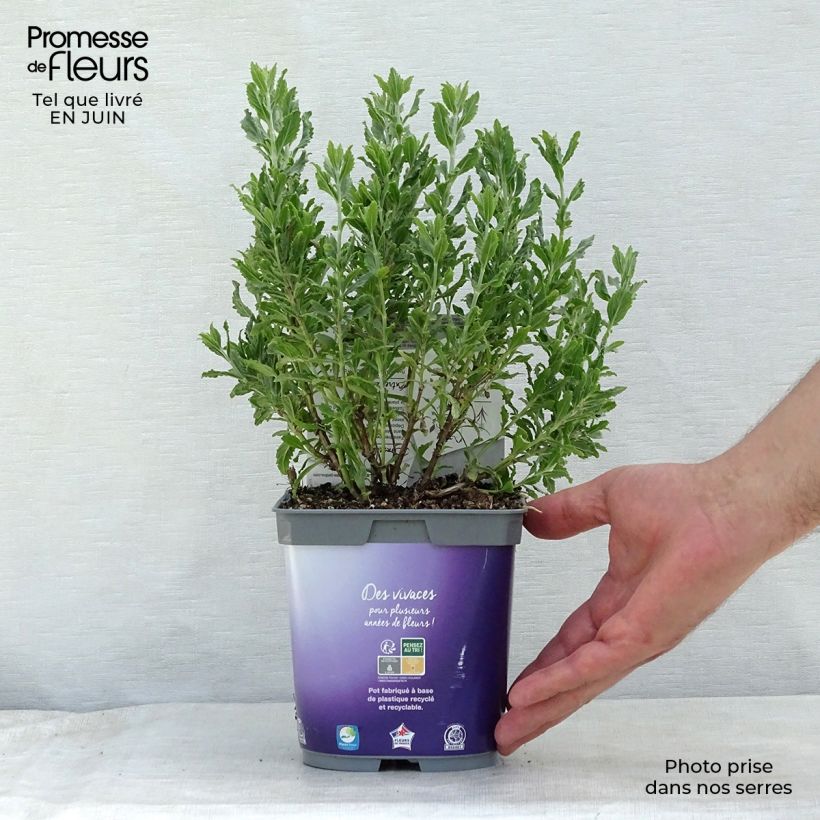 Example of Blauraute Blue Steel - Perovskia atriplicifolia Topf mit 2L/3L as you get in ete