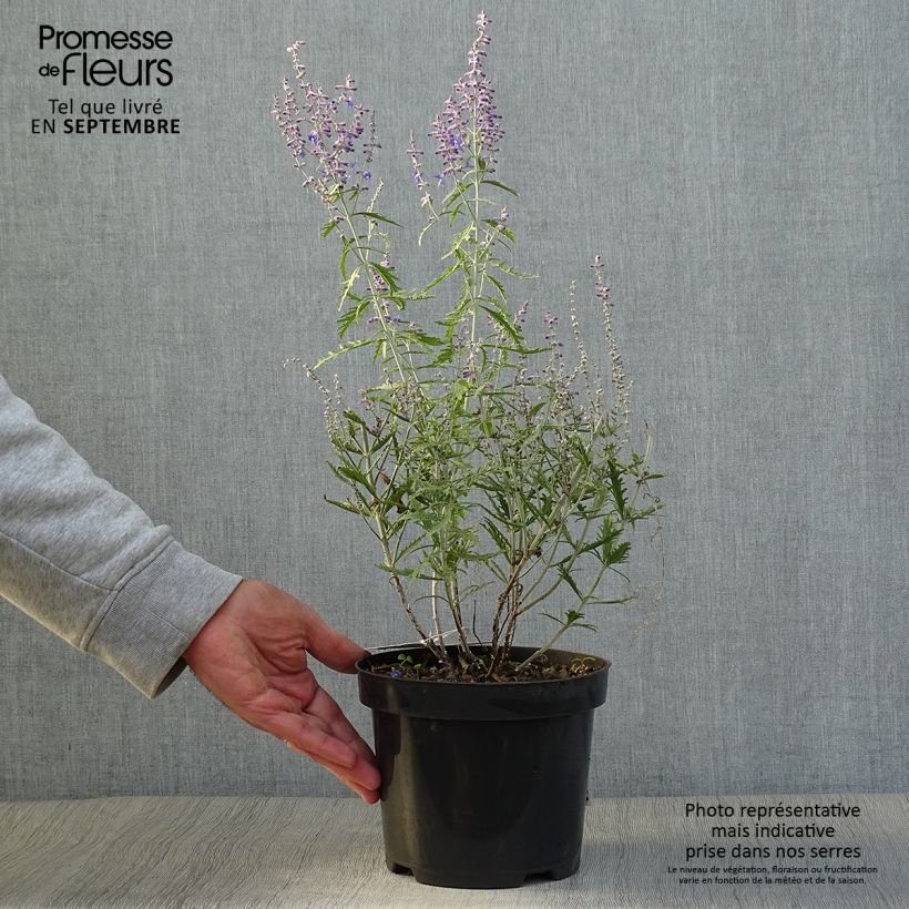 Example of Blauraute Lacey Blue - Perovskia atriplicifolia Topf mit 2L/3L as you get in automne