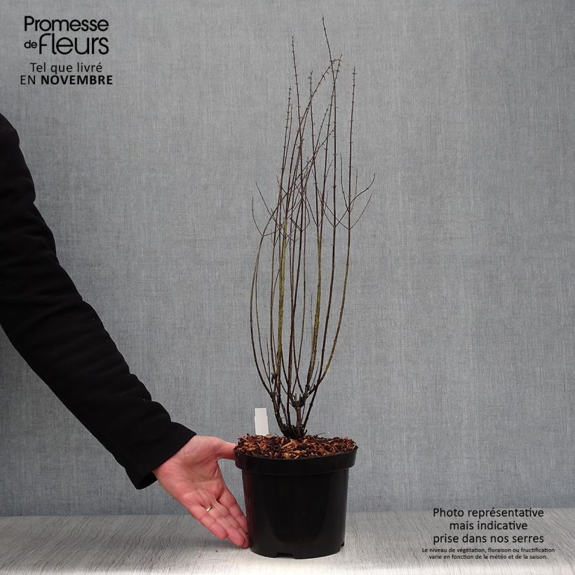 Example of Blauraute Little Spire - Perovskia atriplicifolia Topf mit 2L/3L as you get in automne