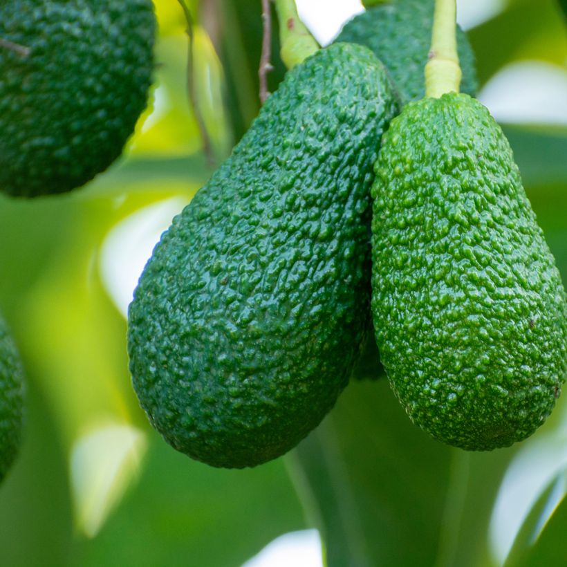 Avocado Hass - Persea americana (Harvest)