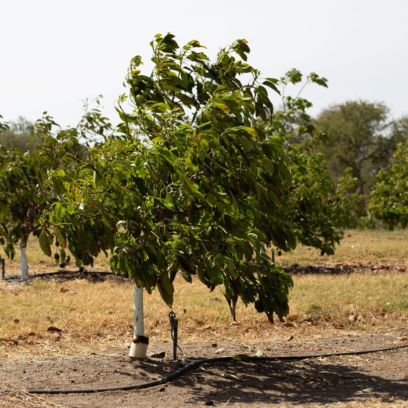 Avocado Hass - Persea americana (Plant habit)