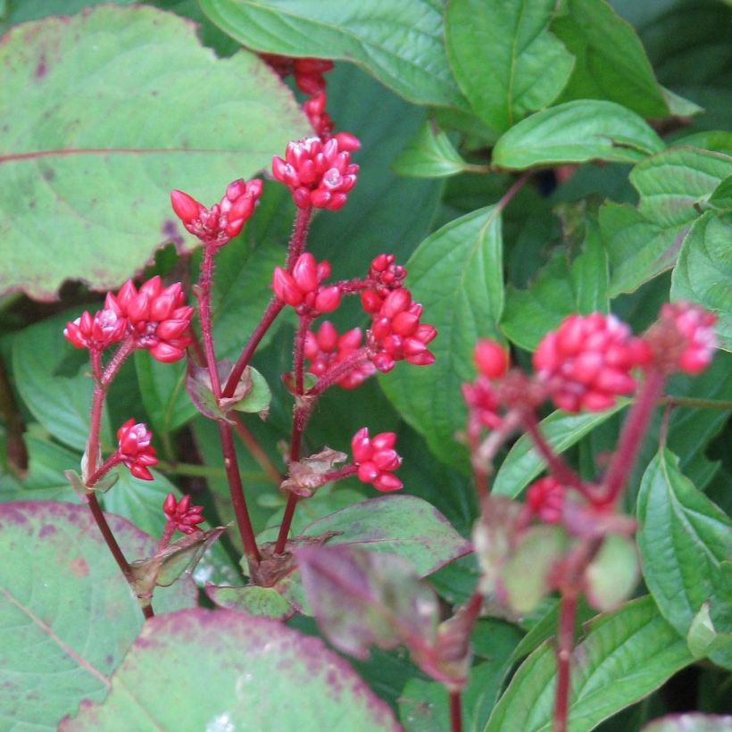 Knöterich Indian Summer - Persicaria (Flowering)