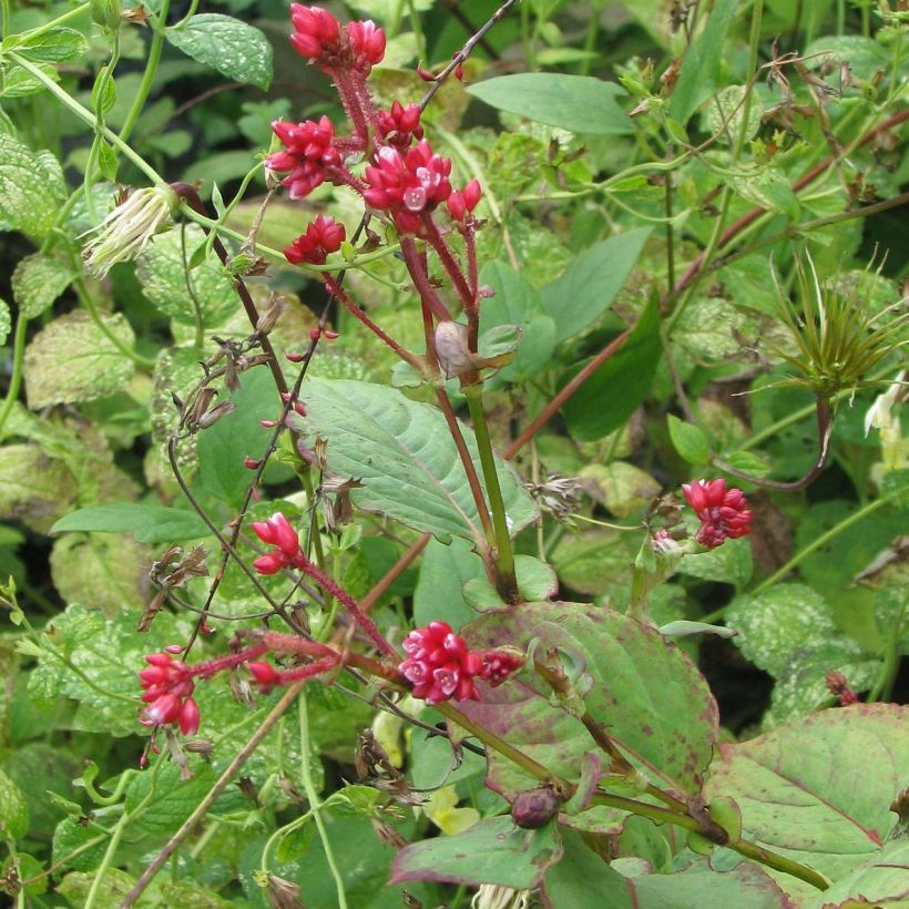 Knöterich Indian Summer - Persicaria (Plant habit)