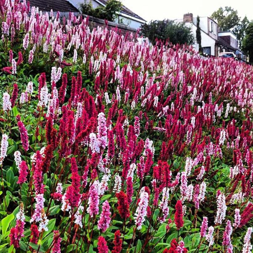 Schneckenknöterich Darjeeling Red - Persicaria affinis (Flowering)