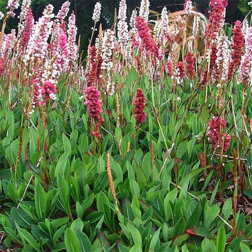 Schneckenknöterich Darjeeling Red - Persicaria affinis (Plant habit)