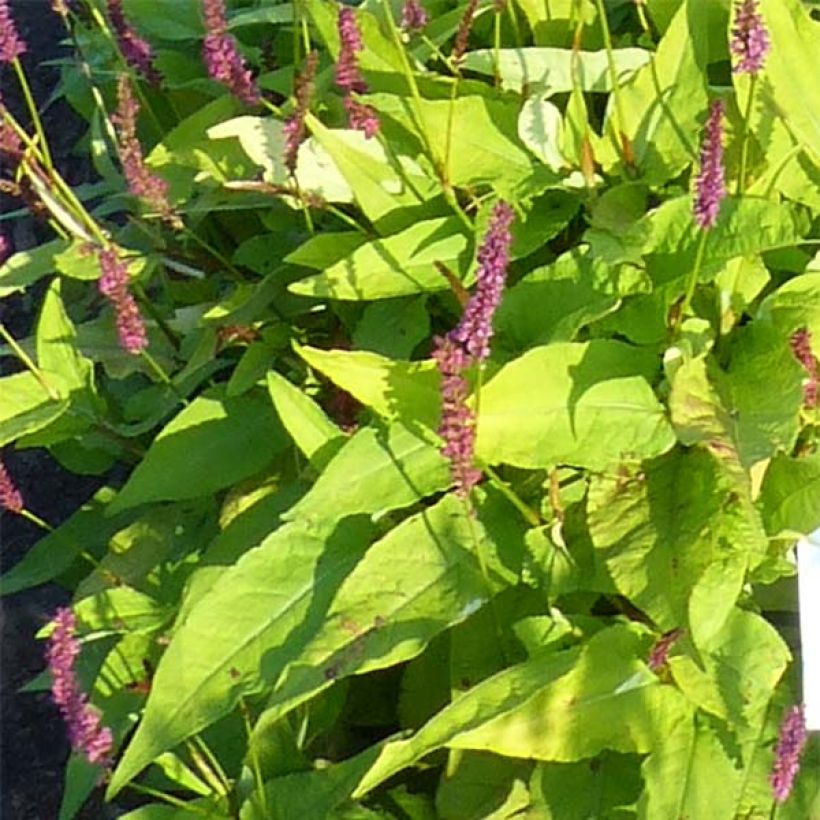 Kerzenknöterich Golden Arrow - Bistorta amplexicaulis (Foliage)