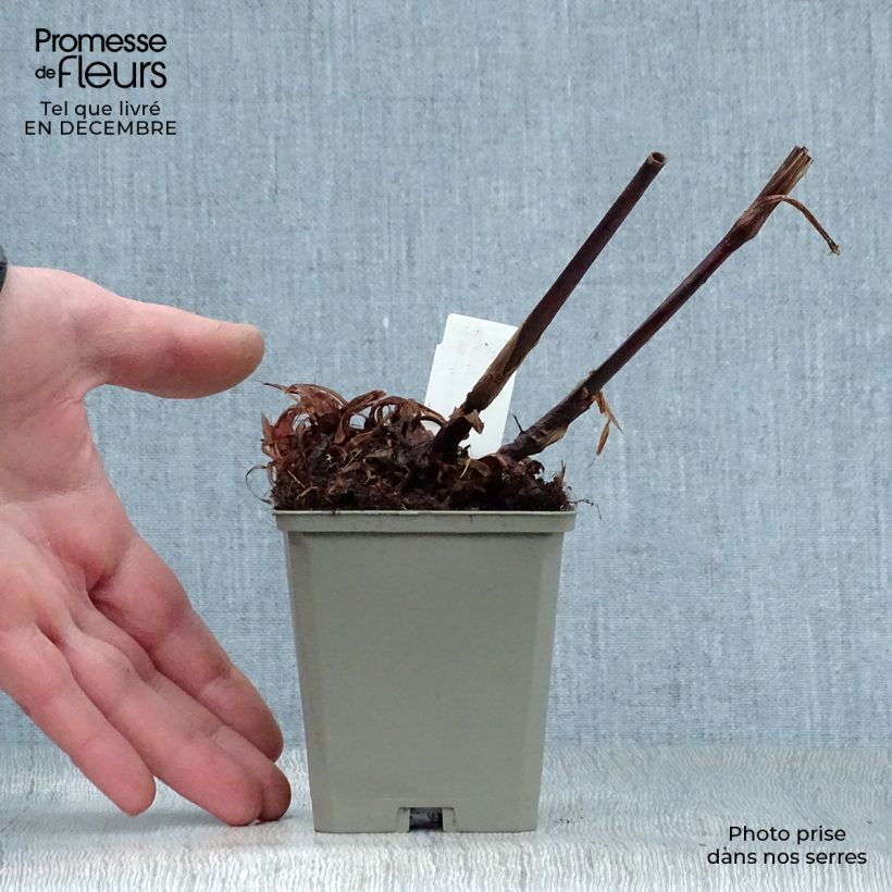 Exemplar von Kerzenknöterich High Society - Bistorta amplexicaulis Kleine Töpfe von 8/9 cm wie im Winter geliefert