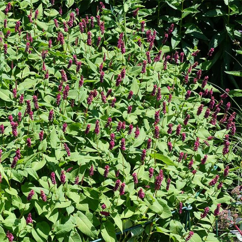 Kerzenknöterich Inverleith - Bistorta amplexicaulis (Flowering)