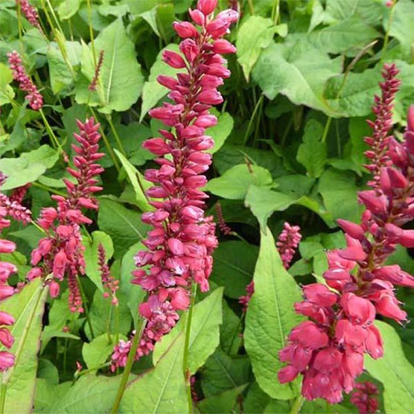 Kerzenknöterich JS Caliente - Bistorta amplexicaulis (Flowering)