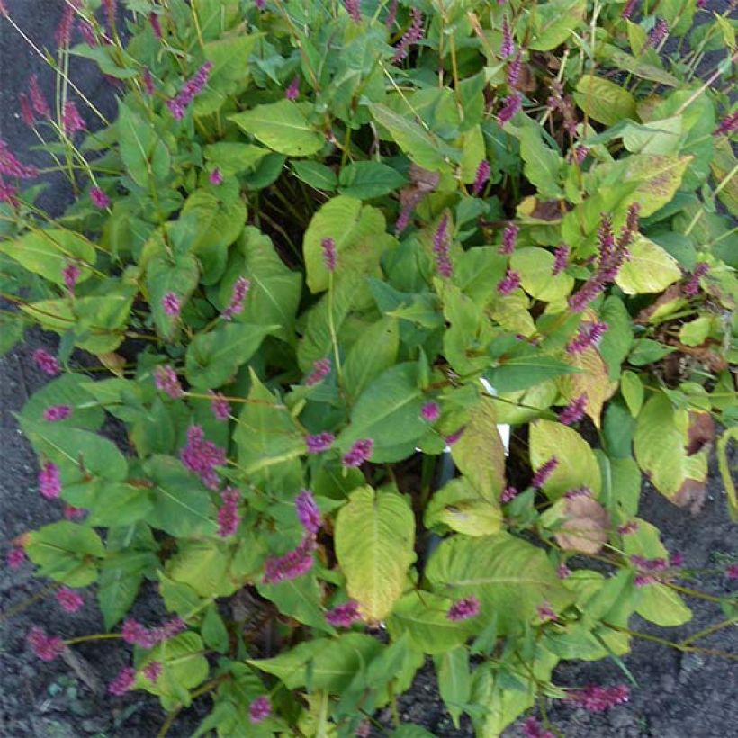 Kerzenknöterich JS Caliente - Bistorta amplexicaulis (Plant habit)