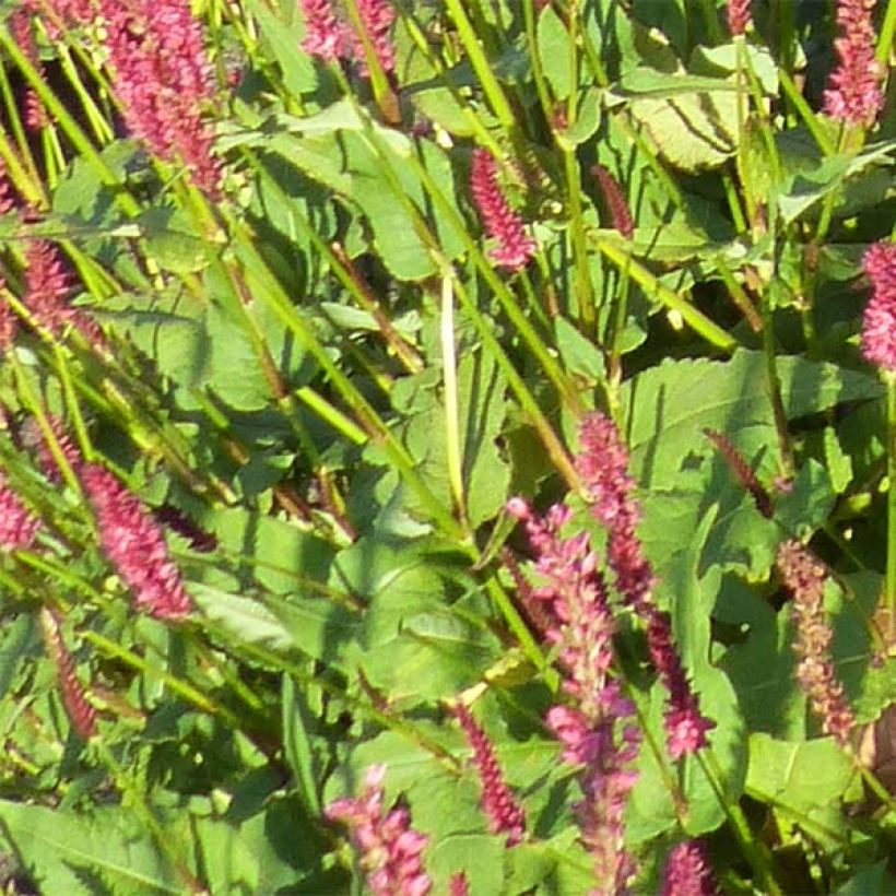 Kerzenknöterich JS Delgado Macho - Bistorta amplexicaulis (Foliage)