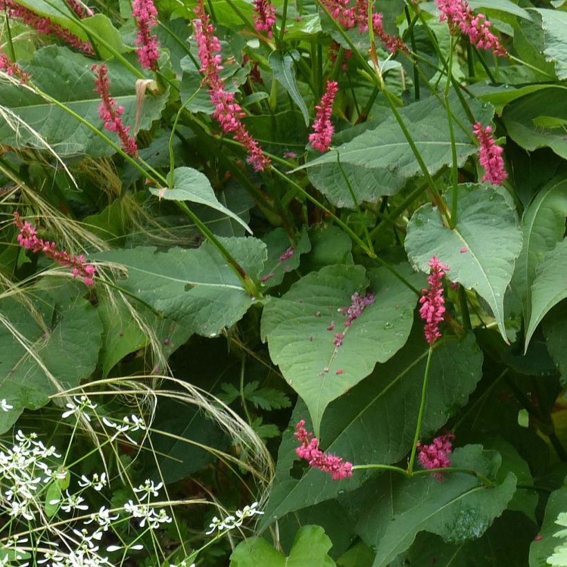 Kerzenknöterich Speciosa - Bistorta amplexicaulis (Foliage)