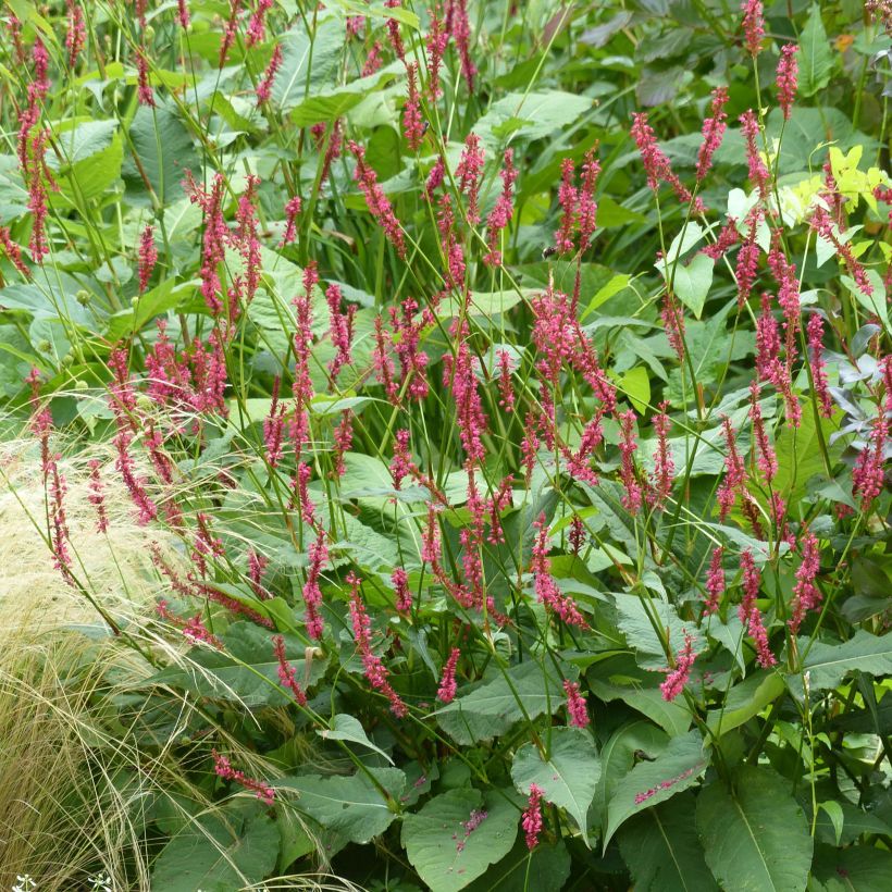 Kerzenknöterich Speciosa - Bistorta amplexicaulis (Plant habit)