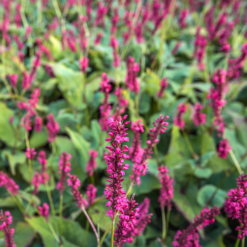 Kerzenknöterich Speciosa - Bistorta amplexicaulis (Flowering)