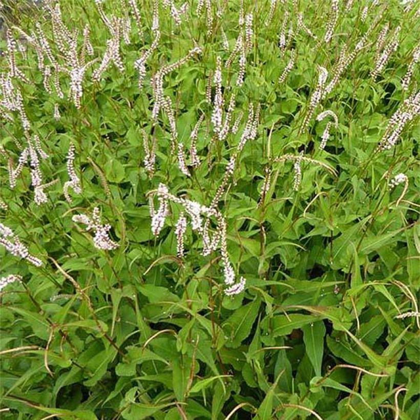 Kerzenknöterich White Eastfield - Bistorta amplexicaulis (Flowering)