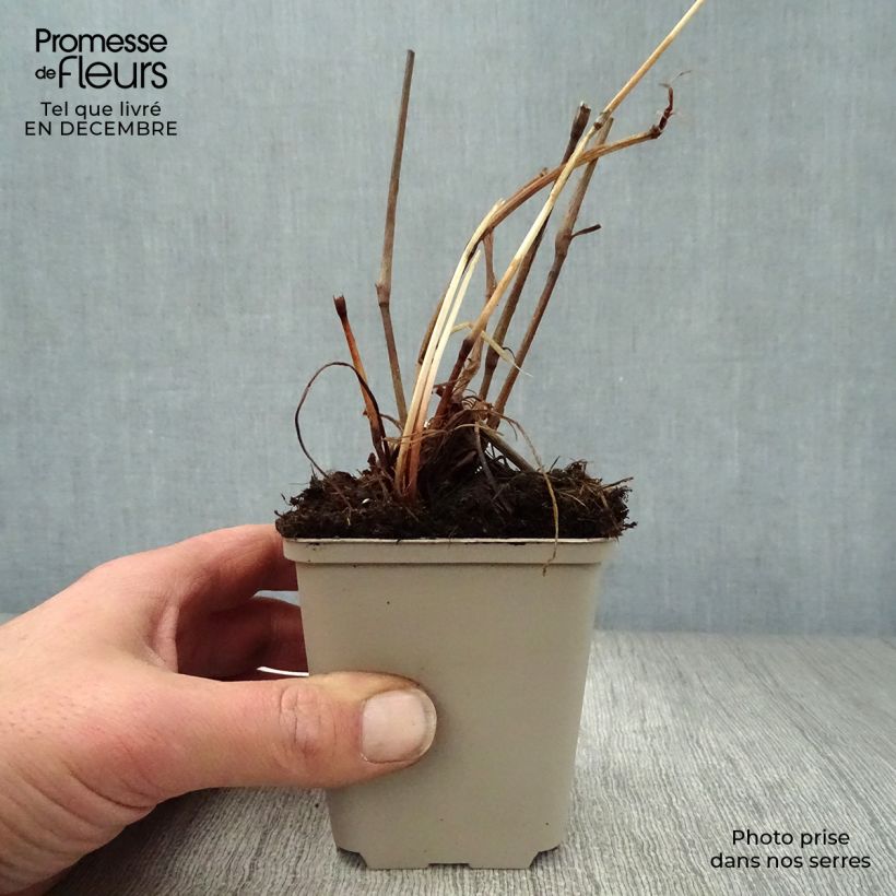 Exemplar von Kerzen-Knöterich - Persicaria amplexicaulis var. pendula Kleine Töpfe von 8/9 cm wie im Winter geliefert