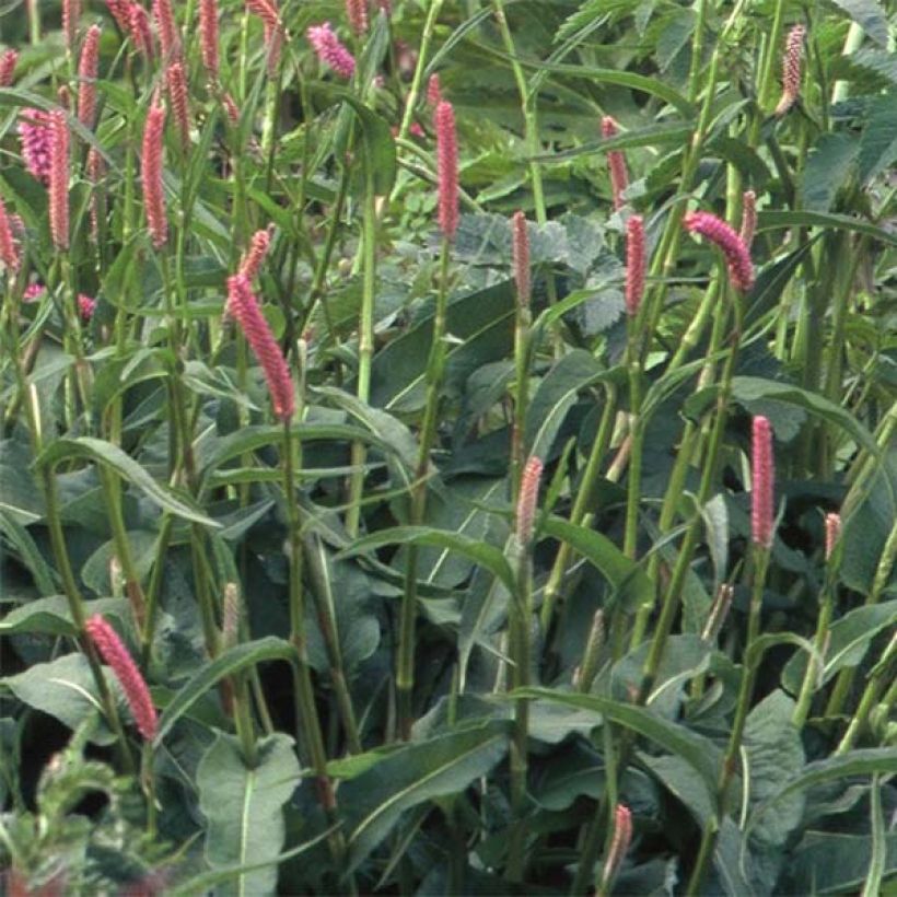 Schlangenwurz Hohe Tatra - Persicaria officinalis (Foliage)