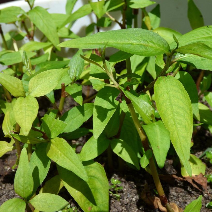 Vietnamesischer Koriander - Persicaria odorata (Foliage)