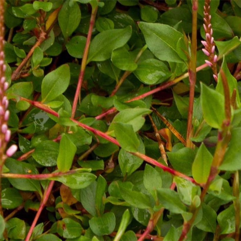 Schlangen-Knöterich - Persicaria vacciniifolia (Foliage)