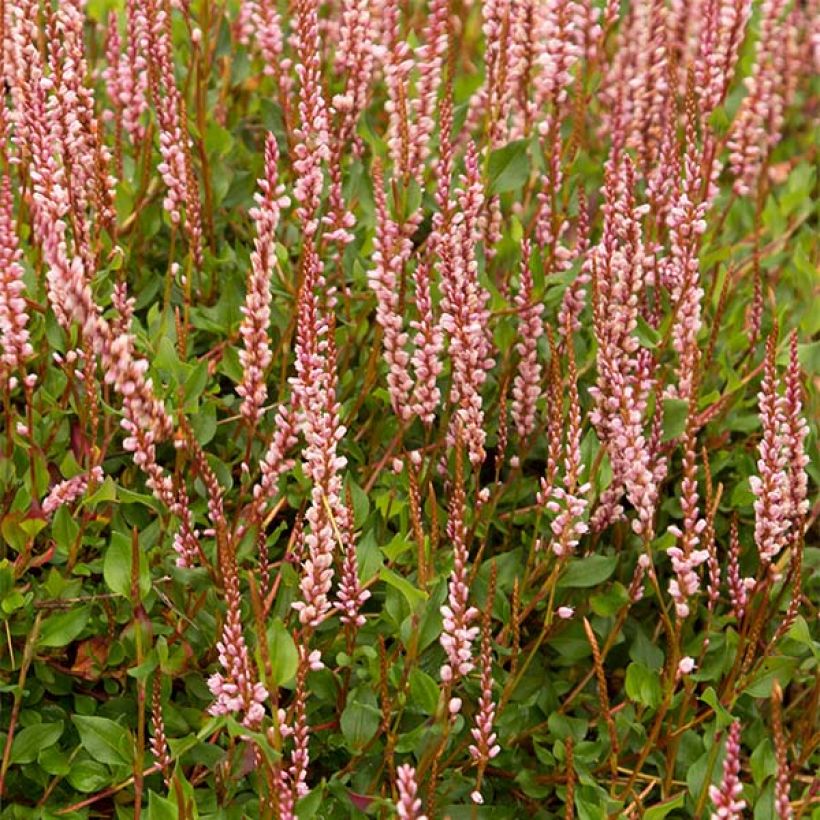 Schlangen-Knöterich - Persicaria vacciniifolia (Flowering)