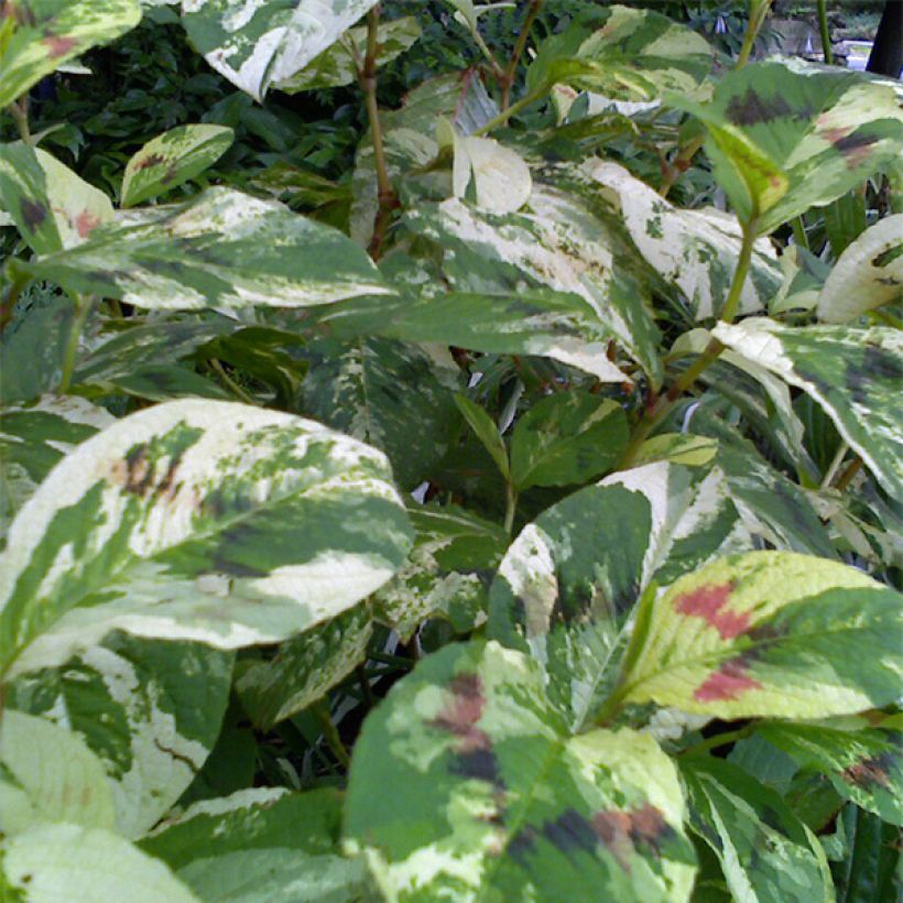 Knöterich Painter s Palette - Persicaria virginiana (Foliage)