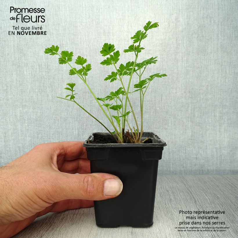 Example of Petersilie Géant d'Italie Bio - Petroselinum sativum Kleine Töpfe von 8/9 cm as you get in automne