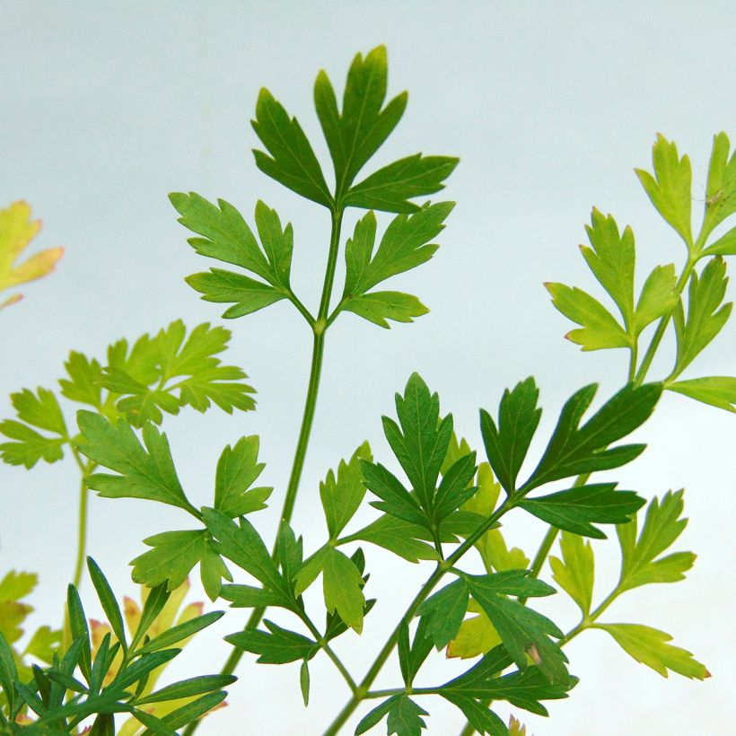 Petersilie Géant d'Italie Bio - Petroselinum sativum (Foliage)
