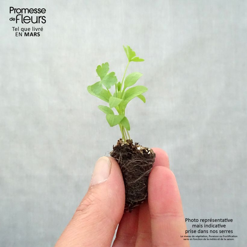 Example of Petersilie géant d'Italie - Petroselinum sativum Mini-Plug Ø 3/4 cm as you get in printemps